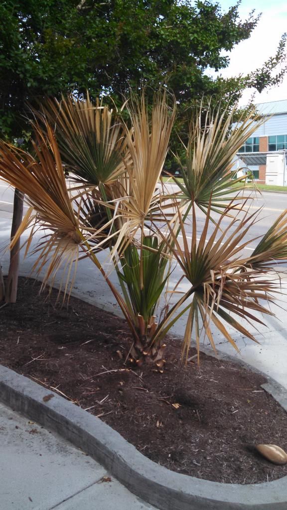 Sabal sp. 'Birmingham' in Knoxville, TN COLD HARDY PALMS PalmTalk